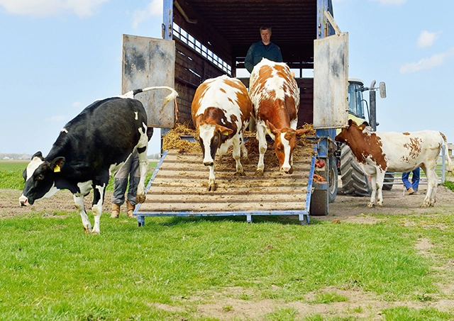 Livestock Transport and Trailer Finance arranged for a stock transport truck unloading dairy cattle onto green grass